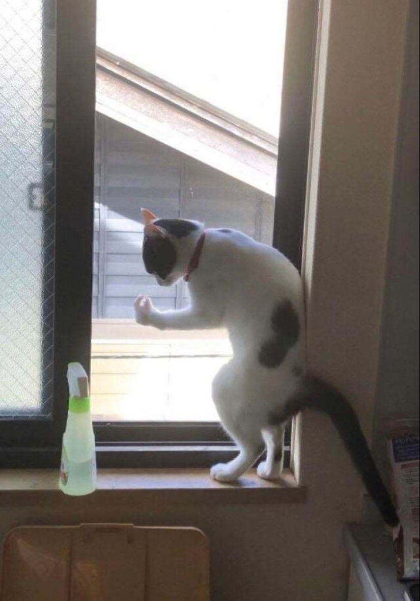 10 veces que personas capturaron a sus gatos perdiendo su única célula cerebral