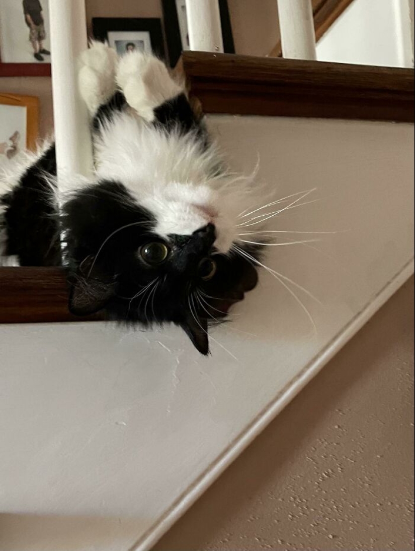 10 veces que personas capturaron a sus gatos perdiendo su única célula cerebral