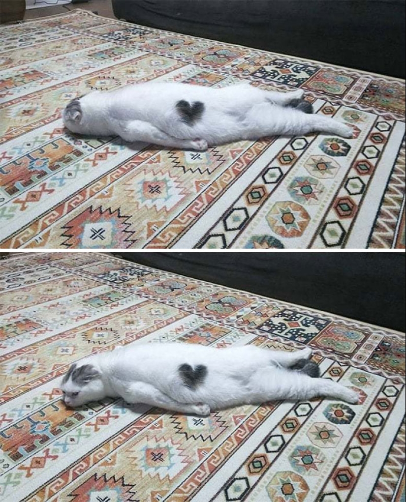 10 veces que personas capturaron a sus gatos perdiendo su única célula cerebral