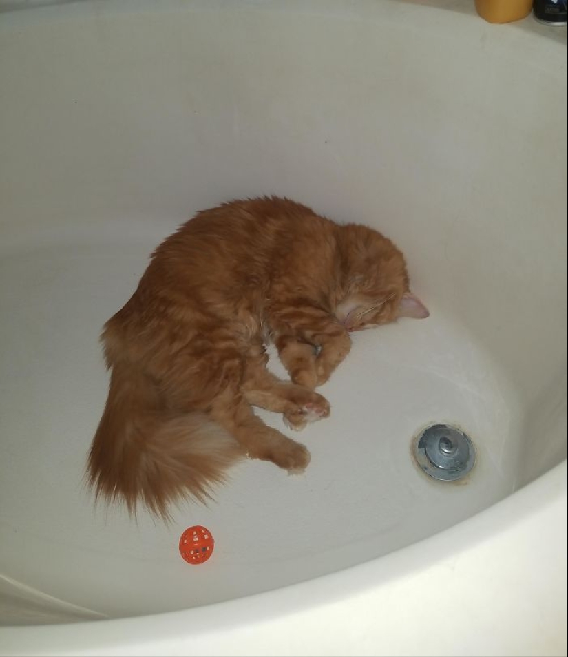 10 veces que personas capturaron a sus gatos perdiendo su única célula cerebral
