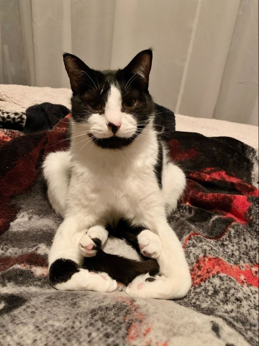 10 veces que personas capturaron a sus gatos perdiendo su única célula cerebral