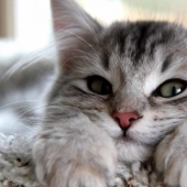 10 ways koteyki trying to tell you: "I love you!" 10 ways koteyki trying to tell you: "I love you!"