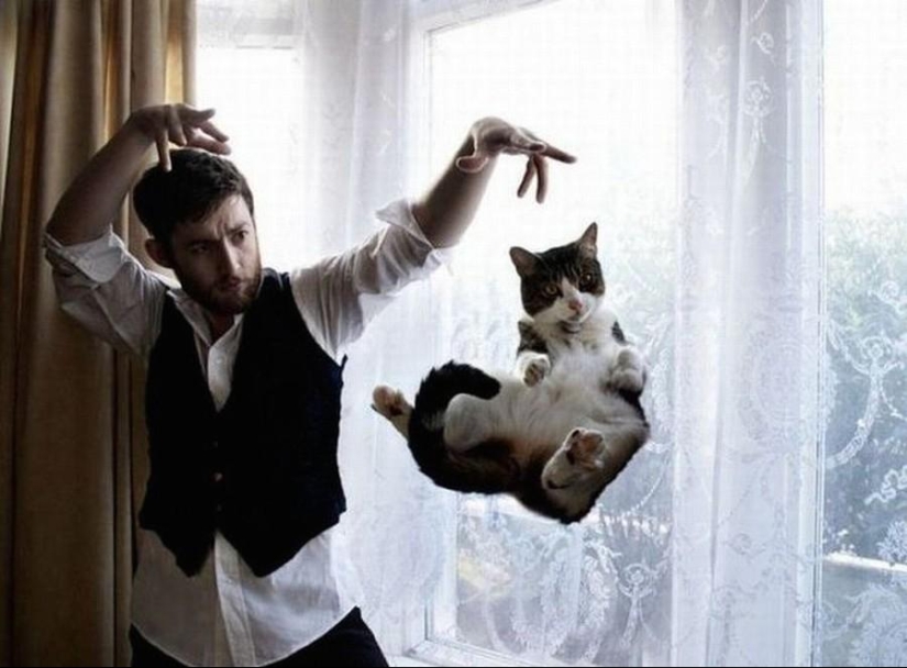 100 best cat photos of all time 100 best cat photos of all time