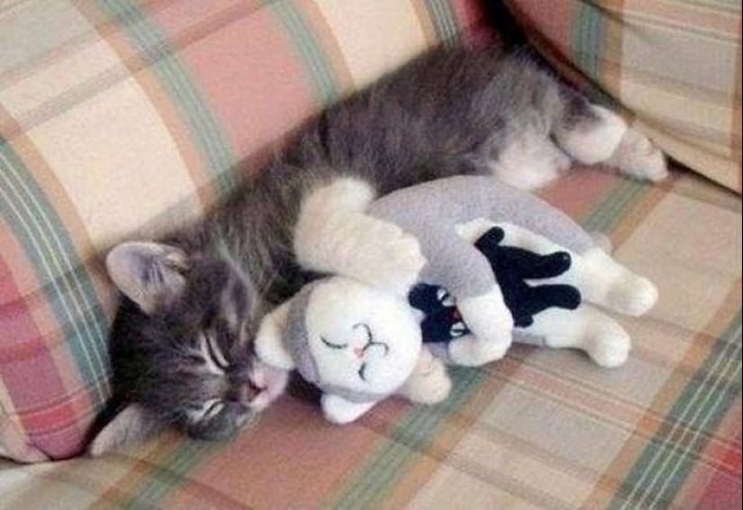 100 best cat photos of all time 100 best cat photos of all time