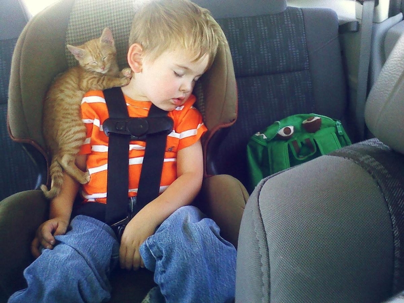 100 best cat photos of all time 100 best cat photos of all time