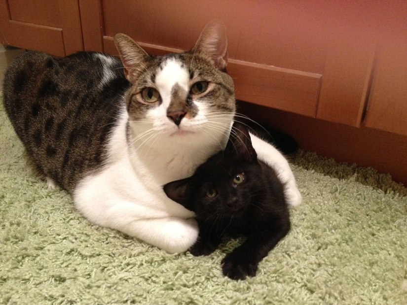 100 best cat photos of all time 100 best cat photos of all time