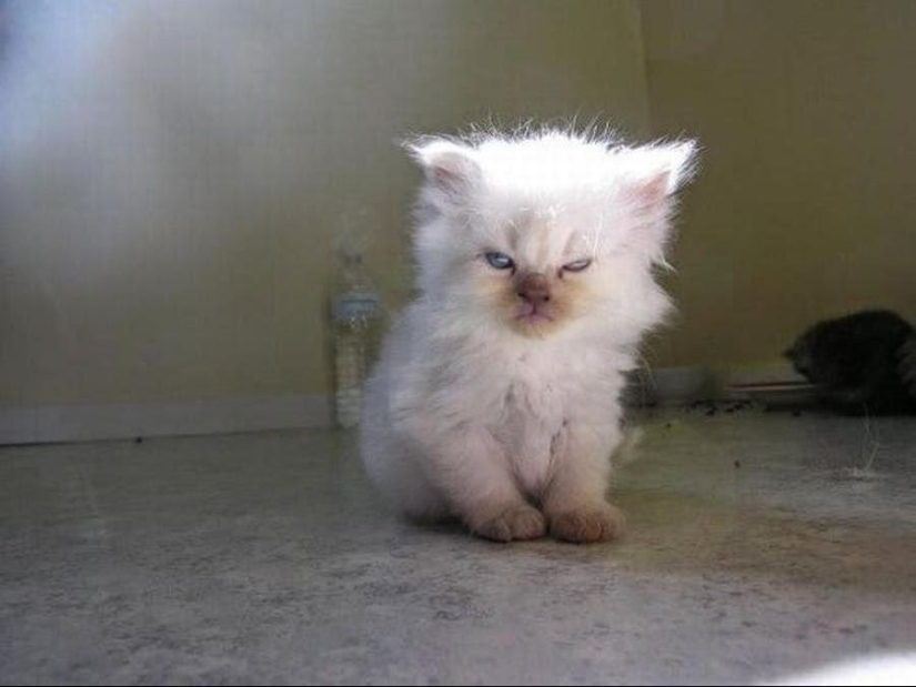 100 best cat photos of all time 100 best cat photos of all time