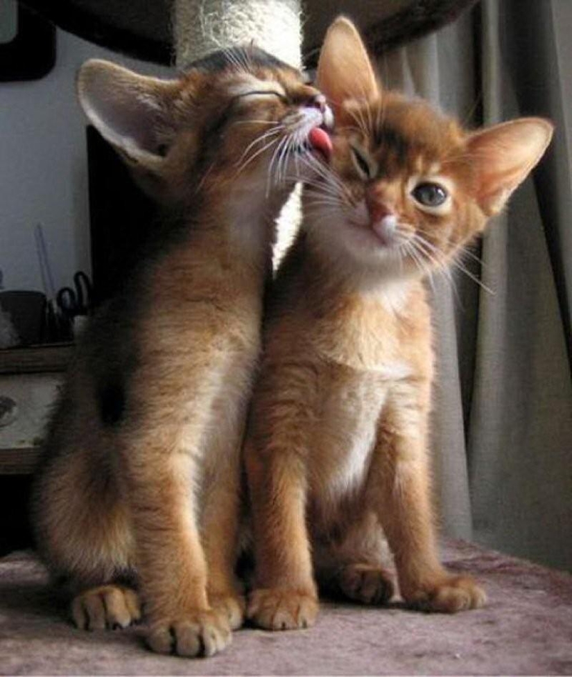 100 best cat photos of all time 100 best cat photos of all time
