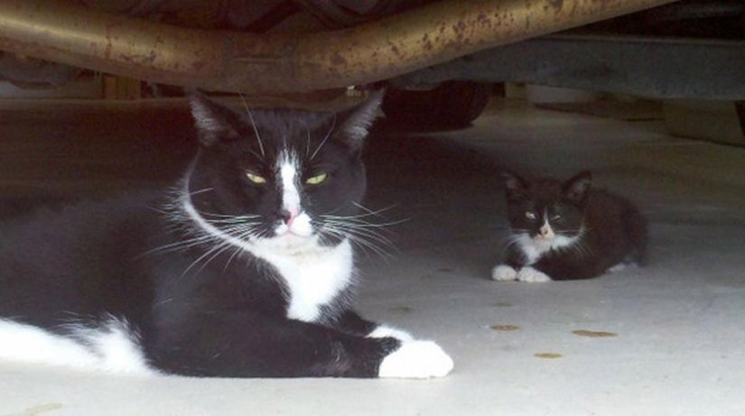 100 best cat photos of all time 100 best cat photos of all time