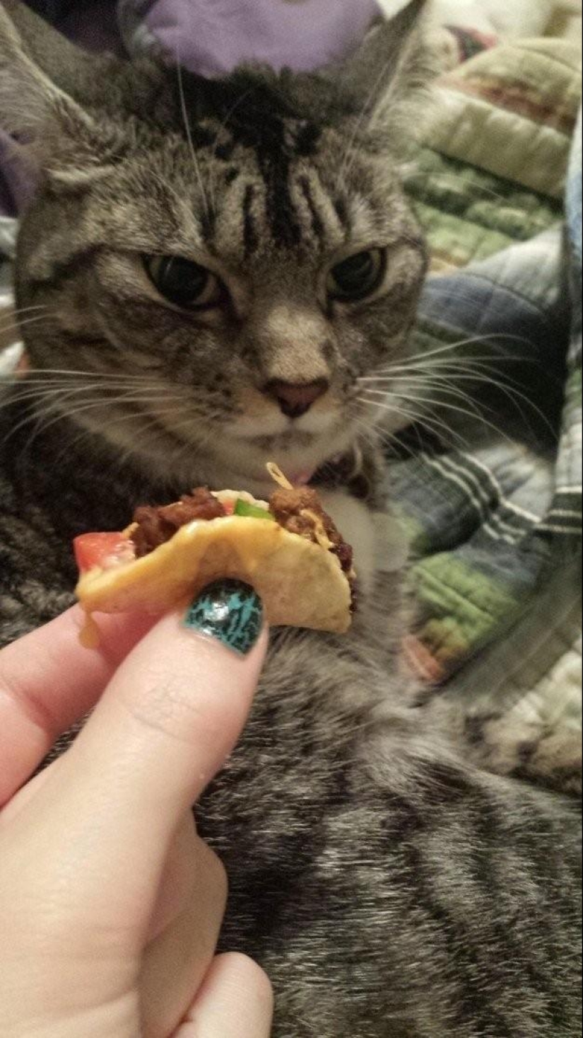 100 best cat photos of all time 100 best cat photos of all time