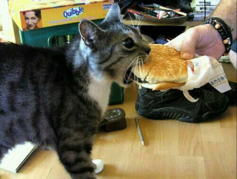 100 best cat photos of all time 100 best cat photos of all time