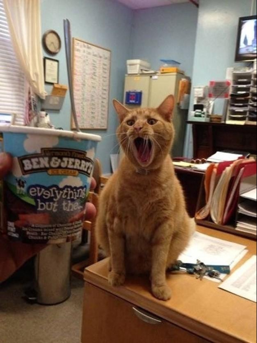 100 best cat photos of all time 100 best cat photos of all time
