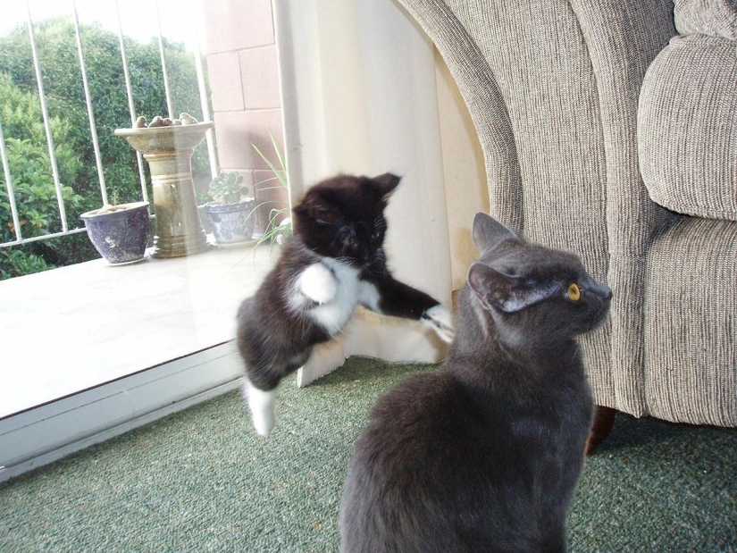100 best cat photos of all time 100 best cat photos of all time