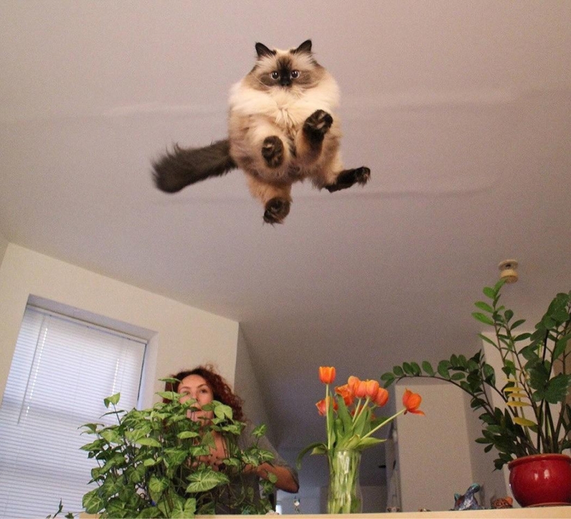 100 best cat photos of all time 100 best cat photos of all time