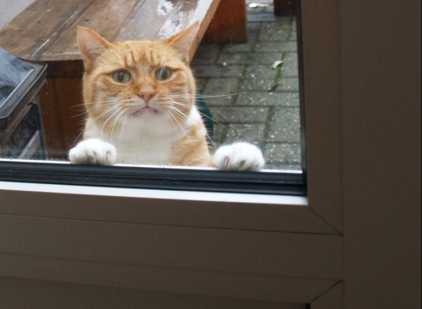 100 best cat photos of all time 100 best cat photos of all time