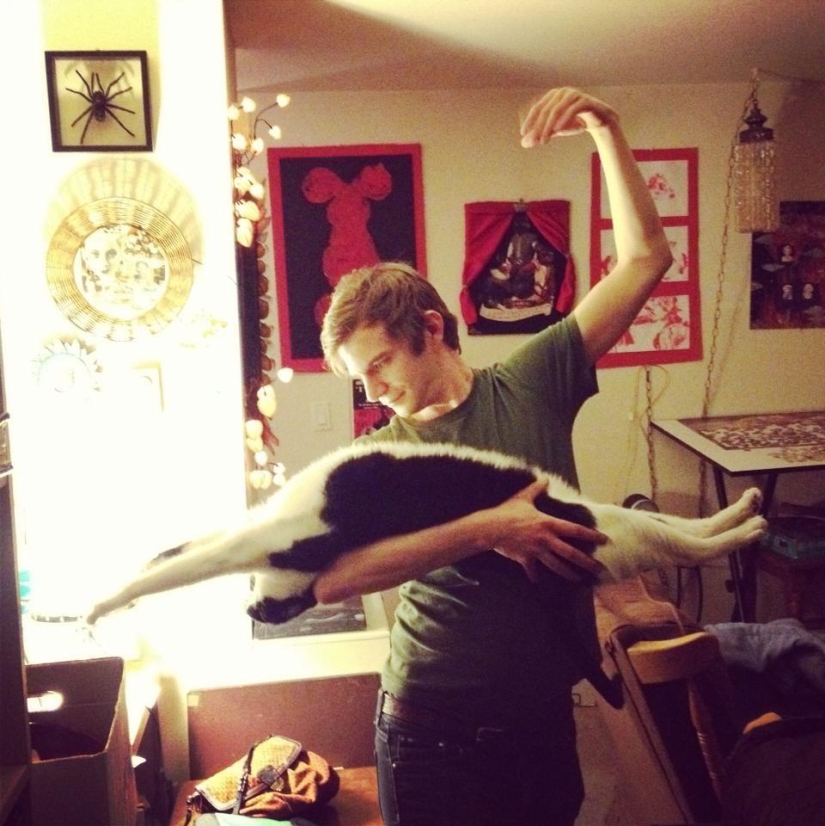 100 best cat photos of all time 100 best cat photos of all time