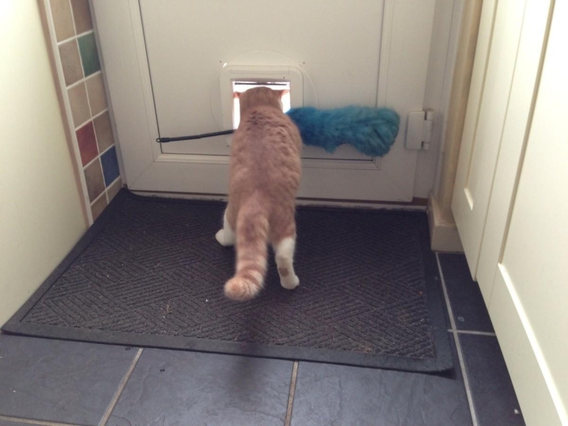 100 best cat photos of all time 100 best cat photos of all time