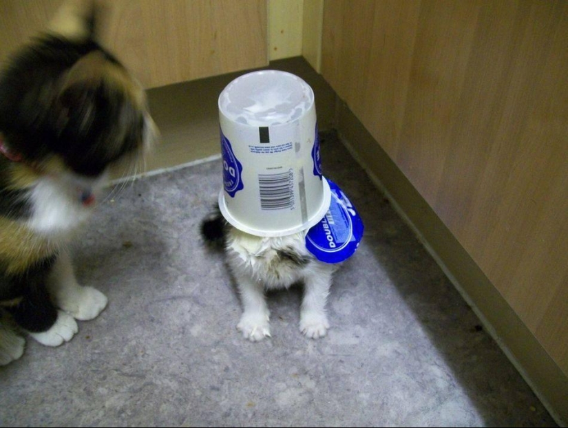 100 best cat photos of all time 100 best cat photos of all time