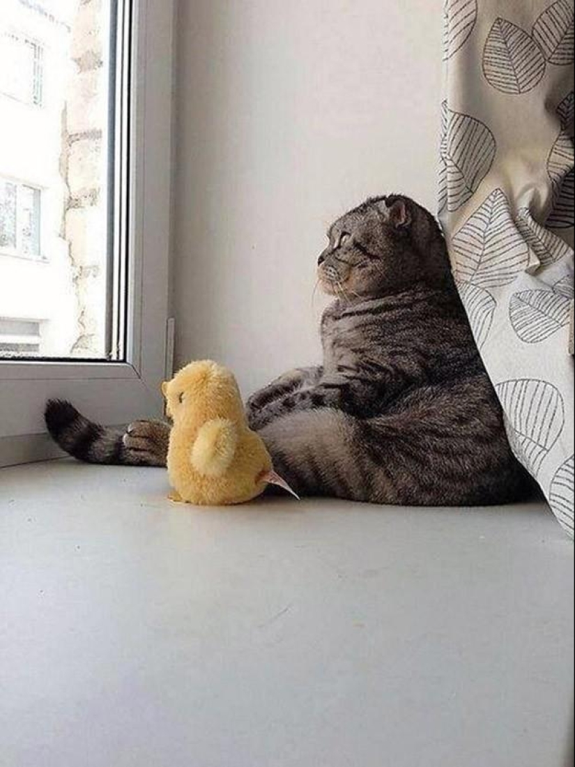 100 best cat photos of all time 100 best cat photos of all time