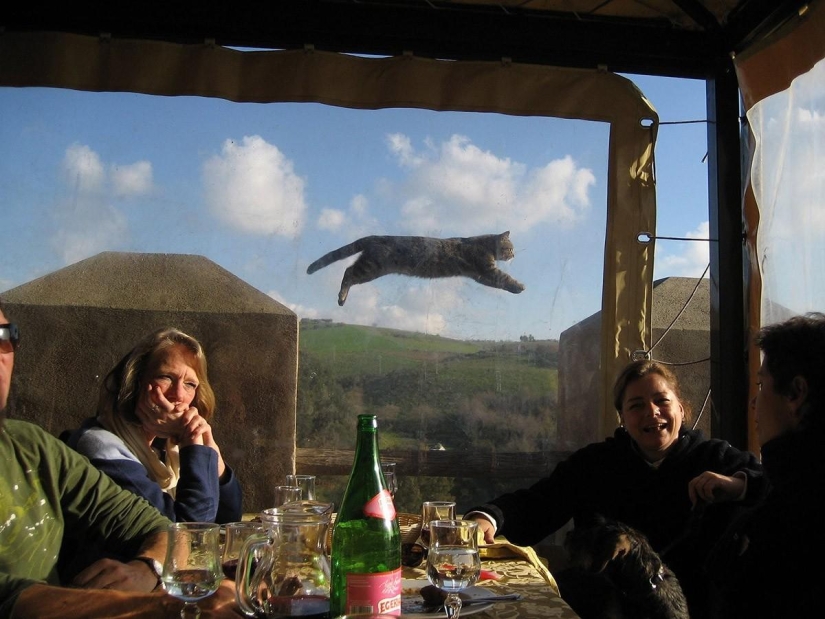100 best cat photos of all time 100 best cat photos of all time