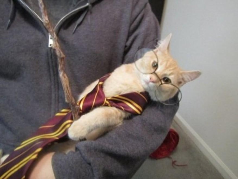 100 best cat photos of all time 100 best cat photos of all time