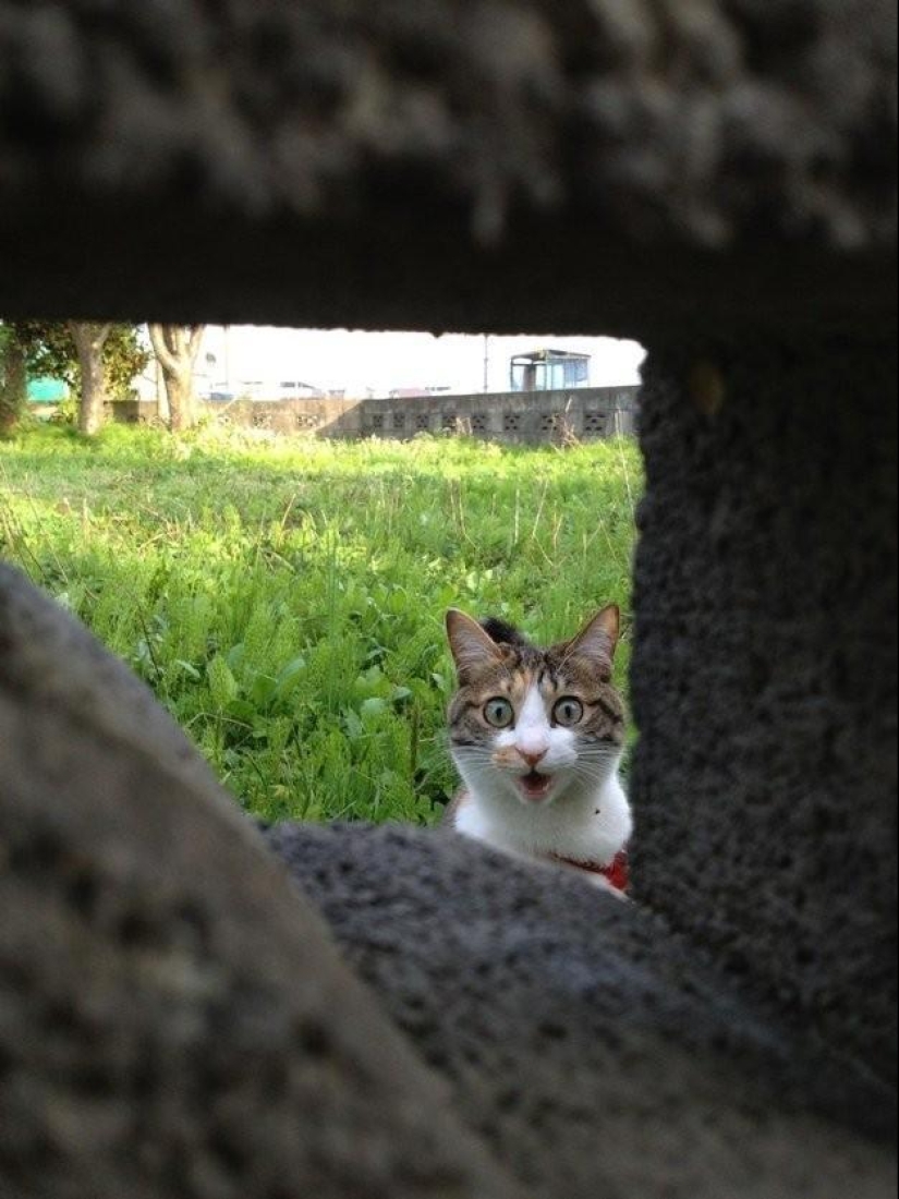 100 best cat photos of all time 100 best cat photos of all time