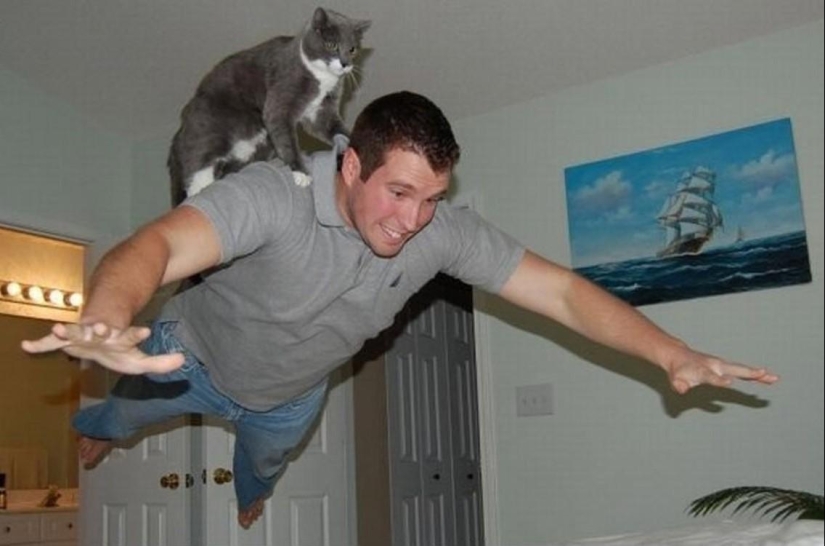 100 best cat photos of all time 100 best cat photos of all time