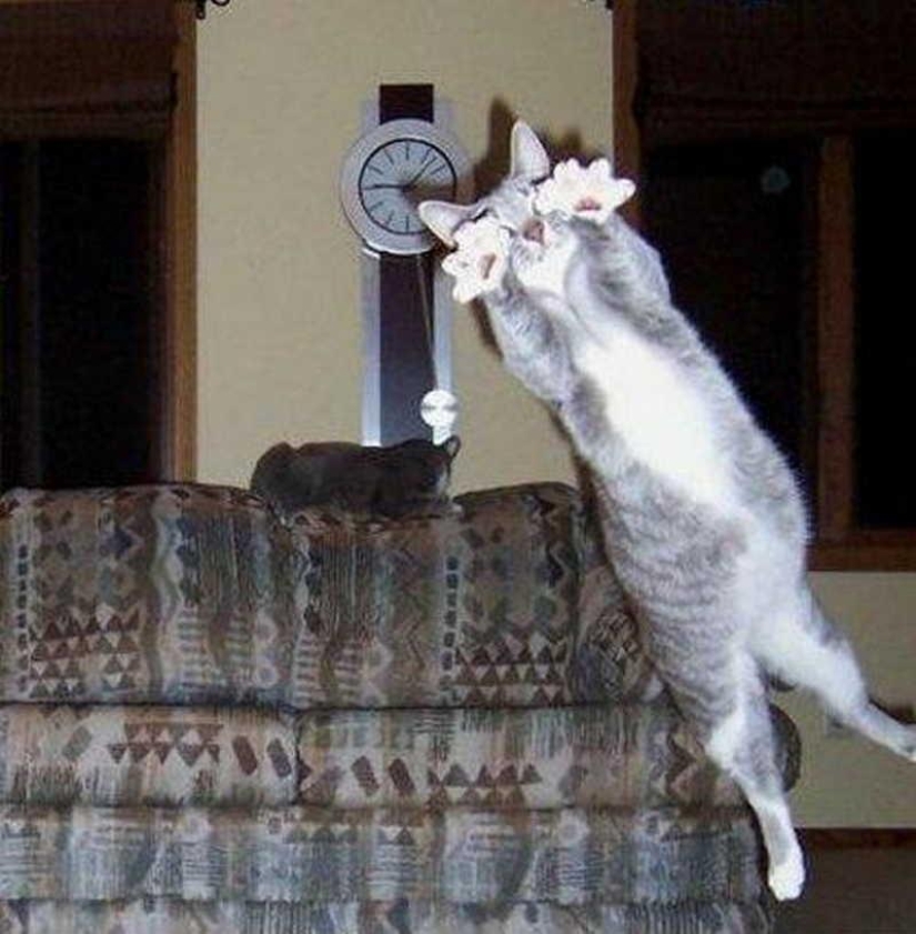 100 best cat photos of all time 100 best cat photos of all time