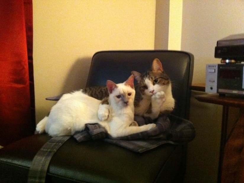 100 best cat photos of all time 100 best cat photos of all time