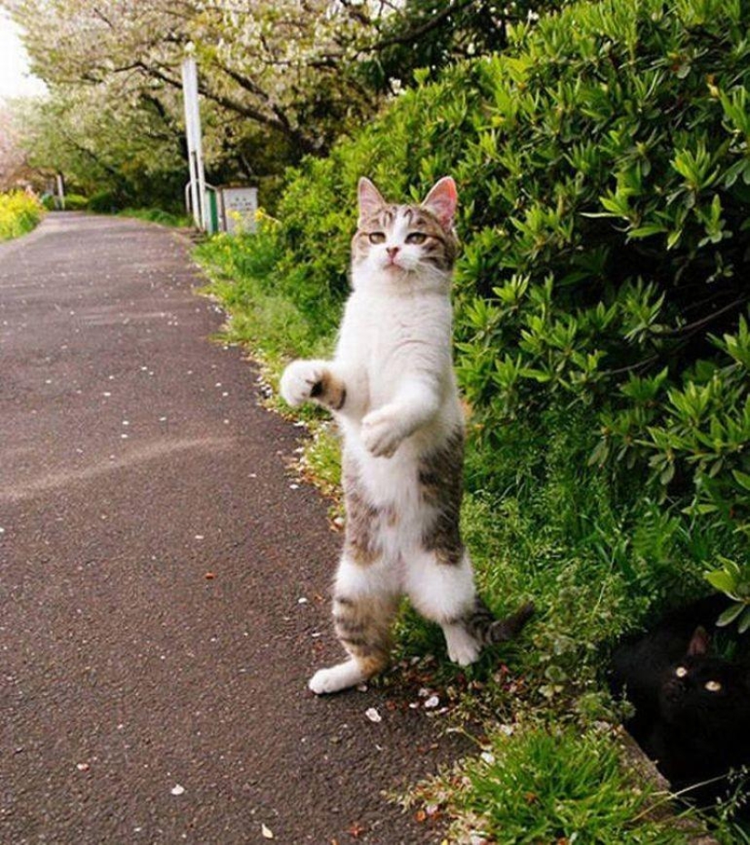 100 best cat photos of all time 100 best cat photos of all time
