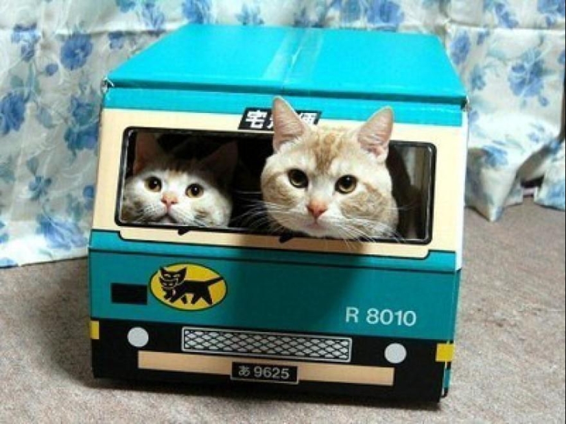 100 best cat photos of all time 100 best cat photos of all time
