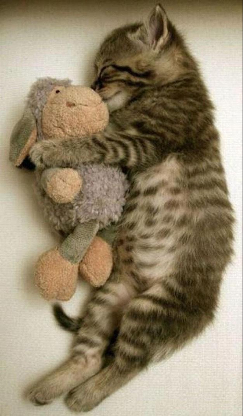 100 best cat photos of all time 100 best cat photos of all time