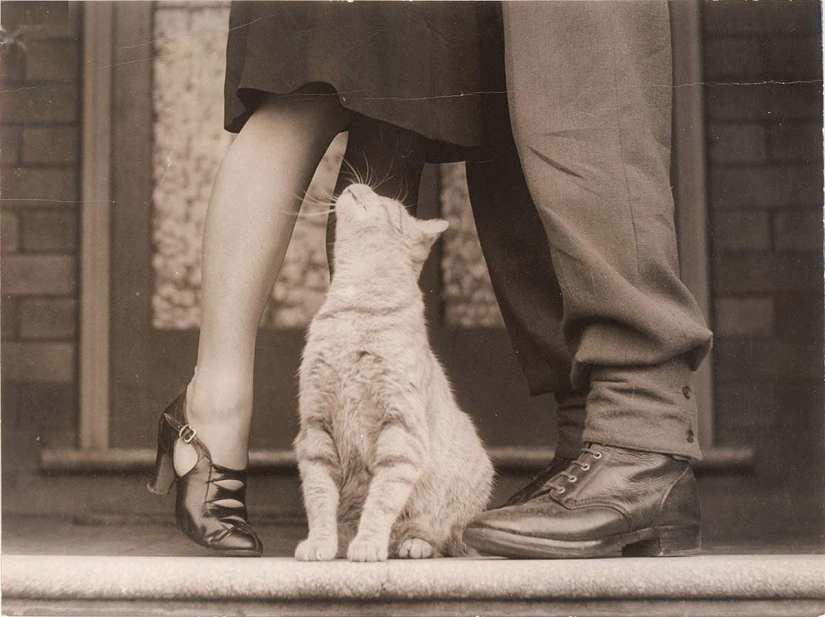 100 best cat photos of all time 100 best cat photos of all time