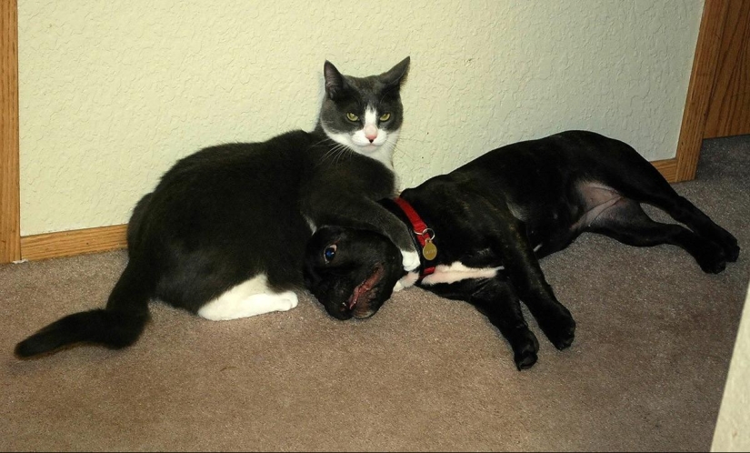 100 best cat photos of all time 100 best cat photos of all time
