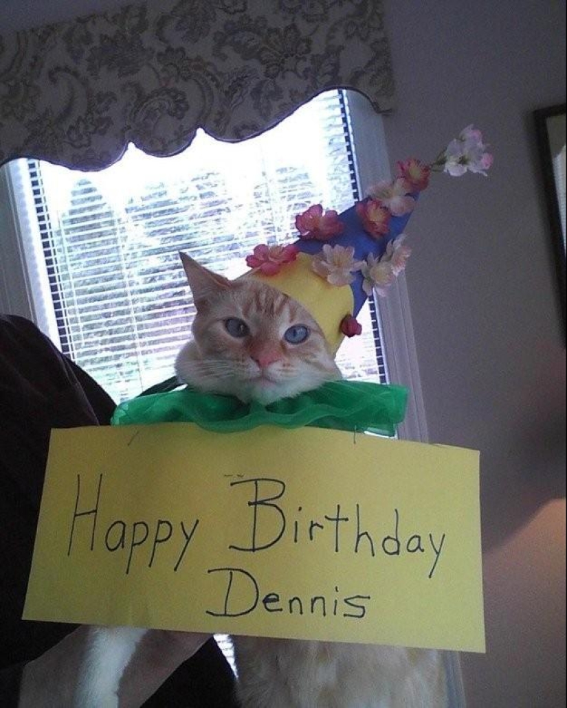 100 best cat photos of all time 100 best cat photos of all time