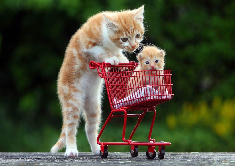 100 best cat photos of all time 100 best cat photos of all time