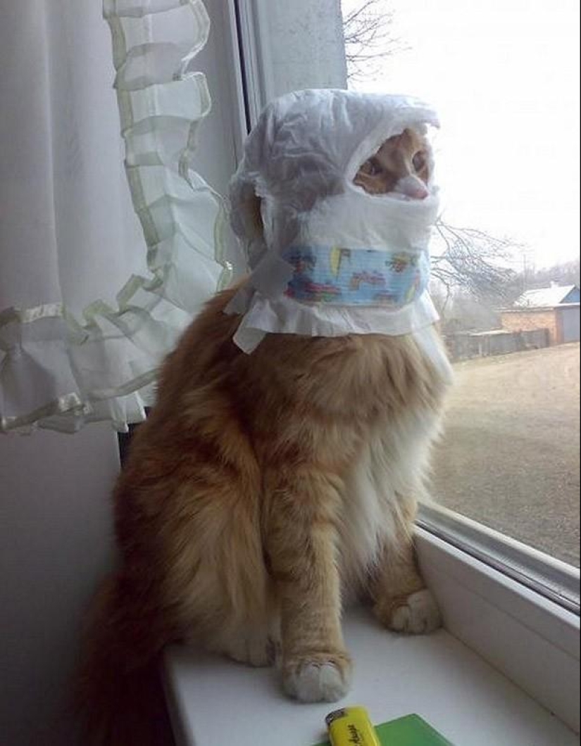 100 best cat photos of all time 100 best cat photos of all time