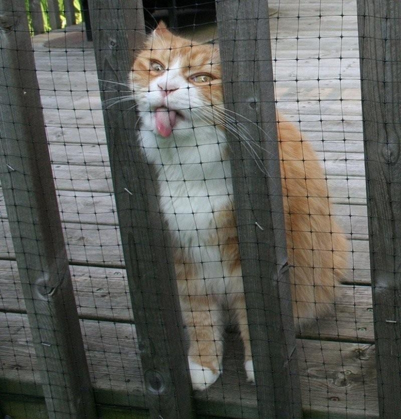 100 best cat photos of all time 100 best cat photos of all time