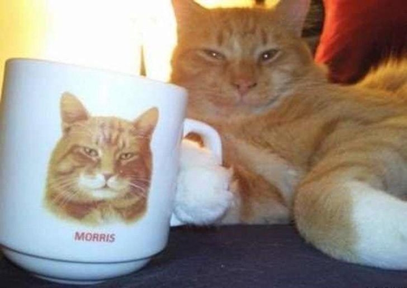 100 mejores fotos de gatos de todos los tiempos