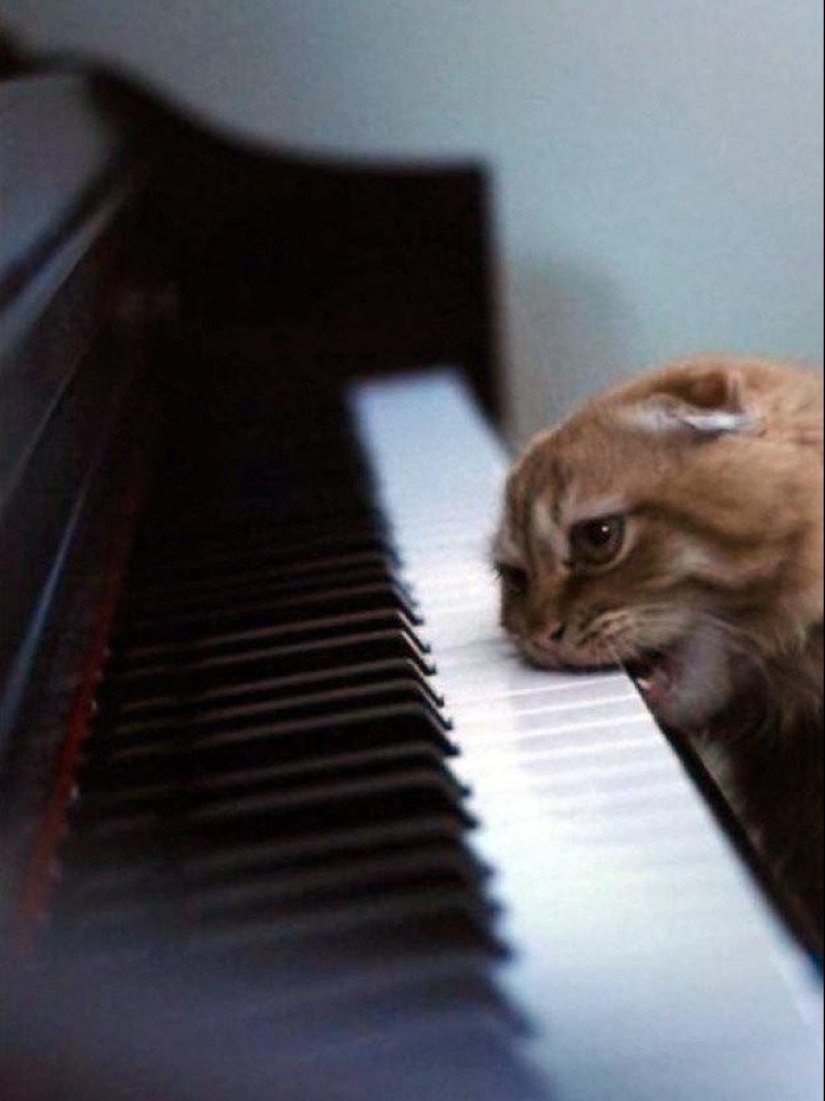 100 mejores fotos de gatos de todos los tiempos