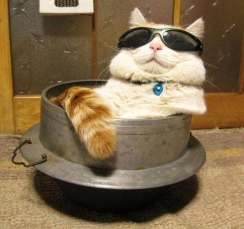 100 mejores fotos de gatos de todos los tiempos