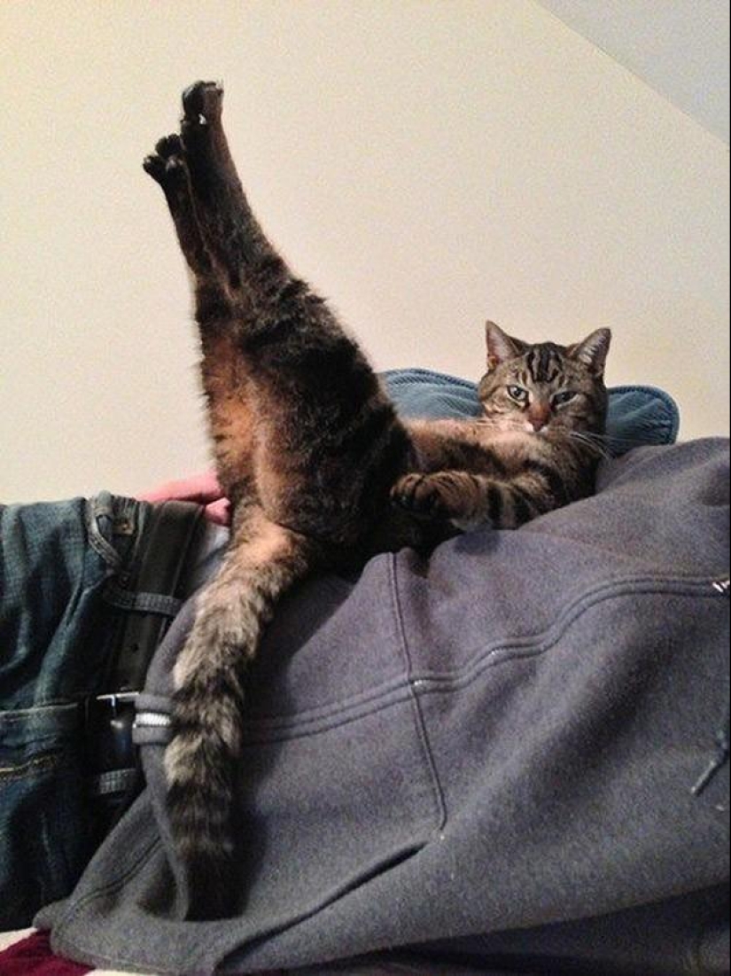 100 mejores fotos de gatos de todos los tiempos