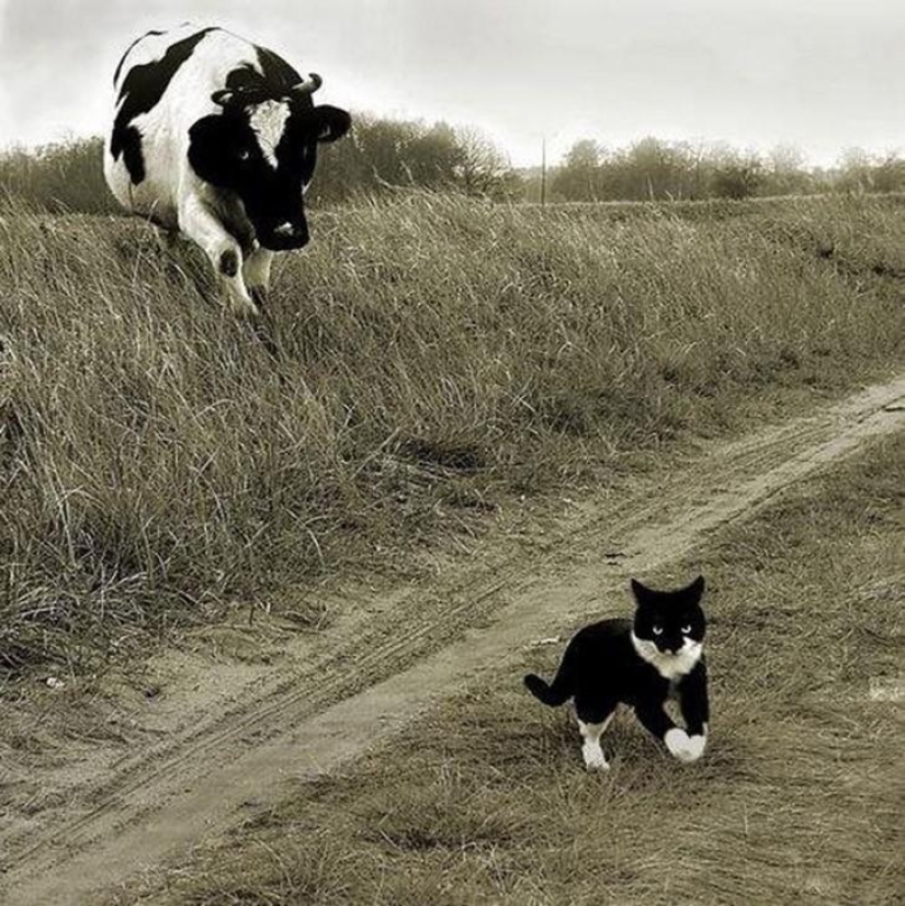 100 mejores fotos de gatos de todos los tiempos