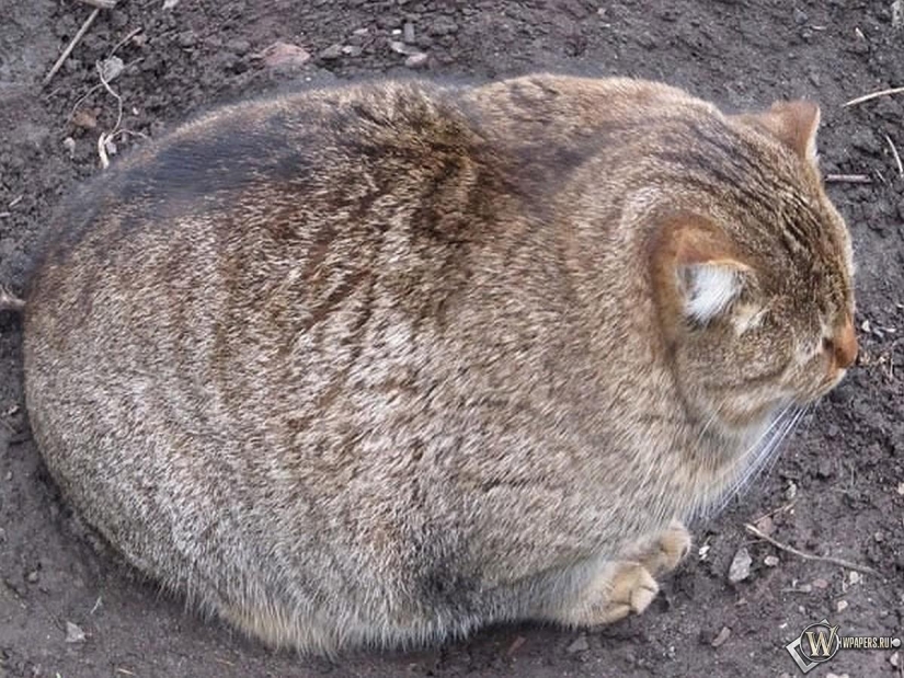 100 mejores fotos de gatos de todos los tiempos