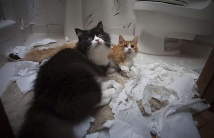 100 mejores fotos de gatos de todos los tiempos