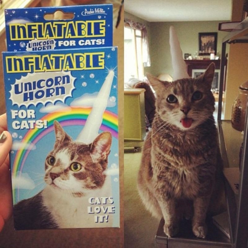 100 mejores fotos de gatos de todos los tiempos