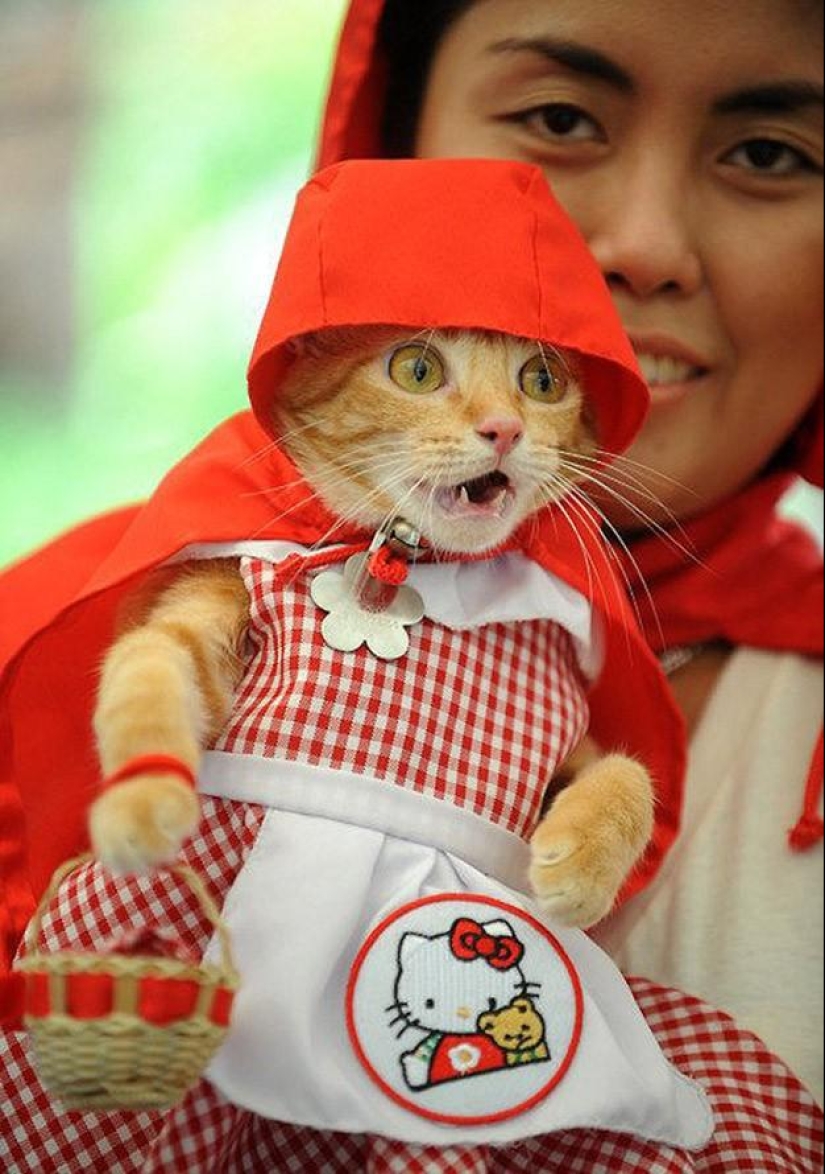100 mejores fotos de gatos de todos los tiempos