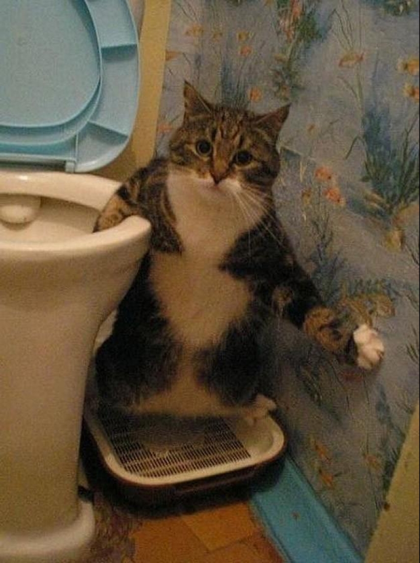 100 mejores fotos de gatos de todos los tiempos