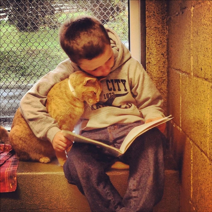 100 mejores fotos de gatos de todos los tiempos
