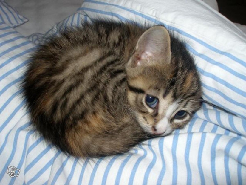 100 mejores fotos de gatos de todos los tiempos